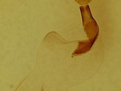 genitalia view of adult Lithophane petulca