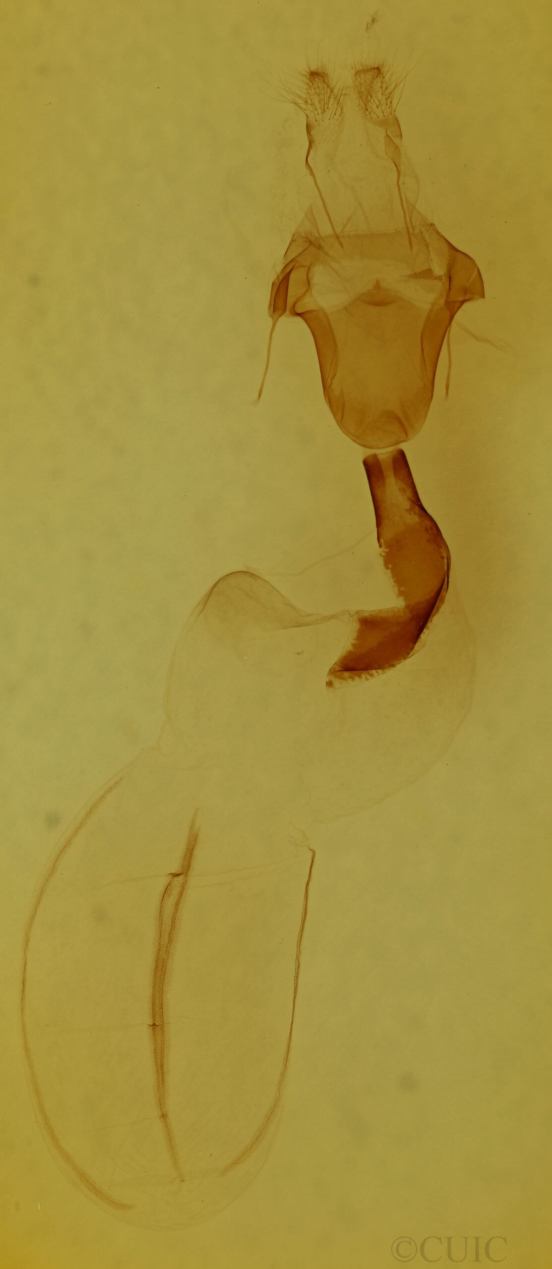 genitalia view of adult Lithophane petulca