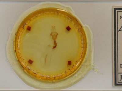 slide view of adult Lithophane petulca