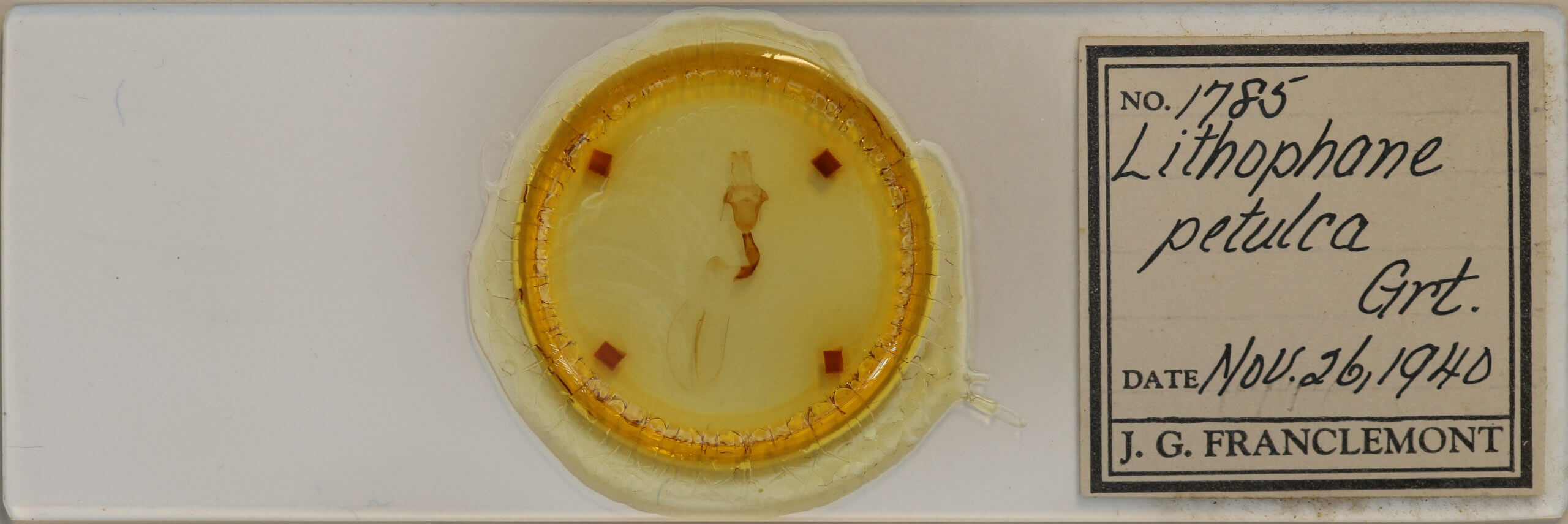 slide view of adult Lithophane petulca