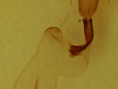 genitalia view of adult Lithophane petulca
