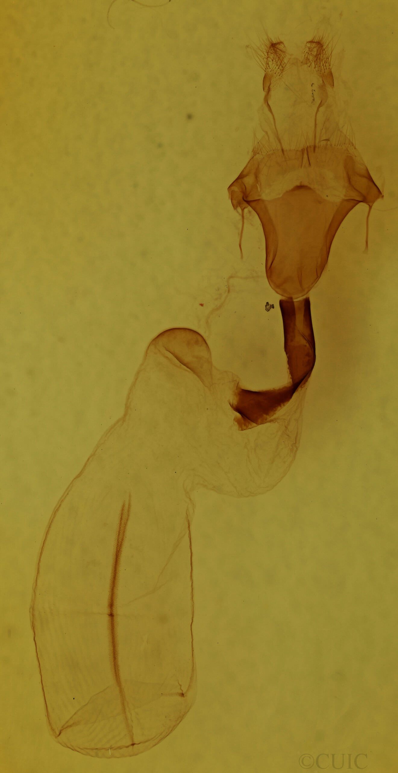 genitalia view of adult Lithophane petulca