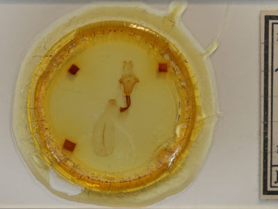 slide view of adult Lithophane petulca