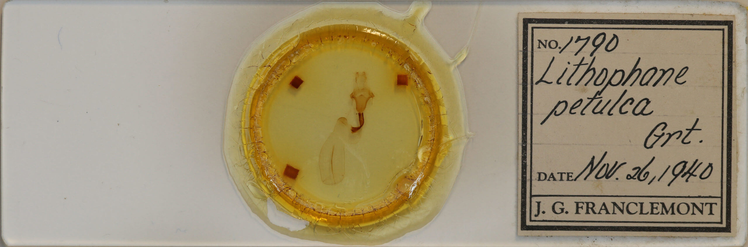 slide view of adult Lithophane petulca