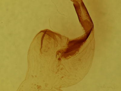 genitalia view of adult Lithophane petulca