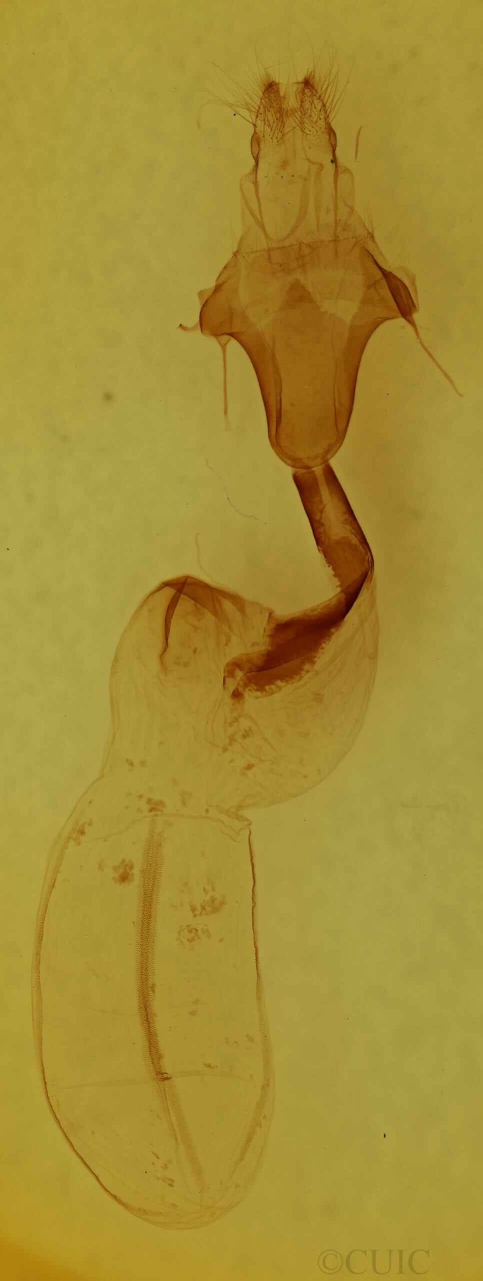 genitalia view of adult Lithophane petulca