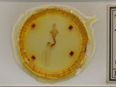 slide view of adult Lithophane petulca