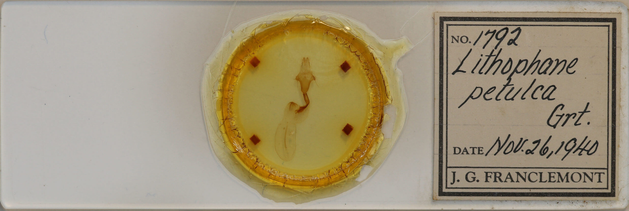 slide view of adult Lithophane petulca