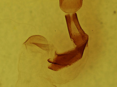 genitalia view of adult Lithophane petulca