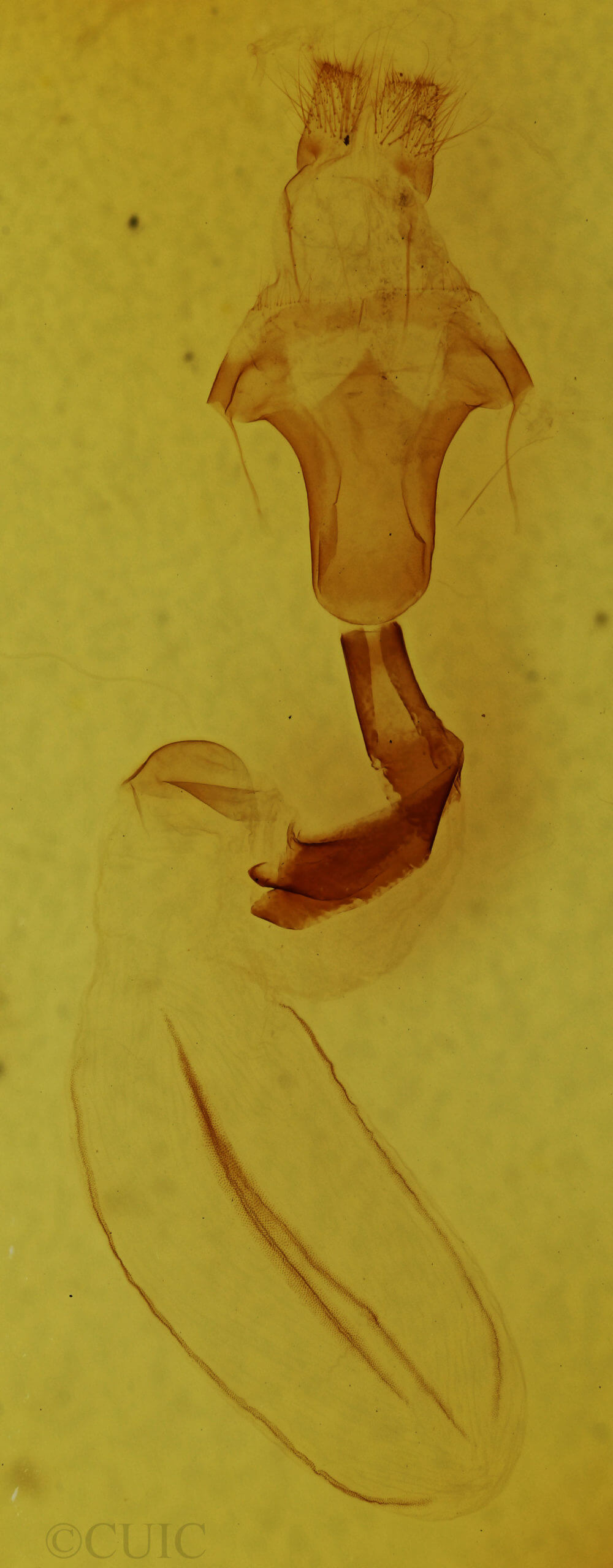 genitalia view of adult Lithophane petulca