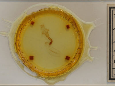 slide view of adult Lithophane petulca