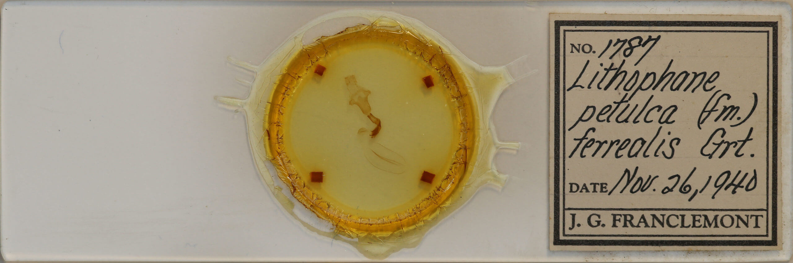 slide view of adult Lithophane petulca