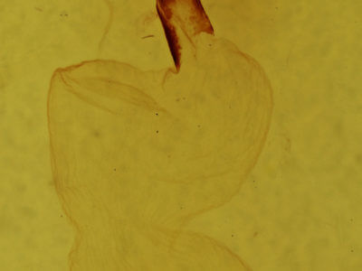 genitalia view of adult Lithophane pexata