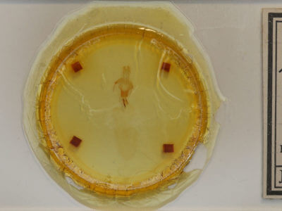 slide view of adult Lithophane pexata