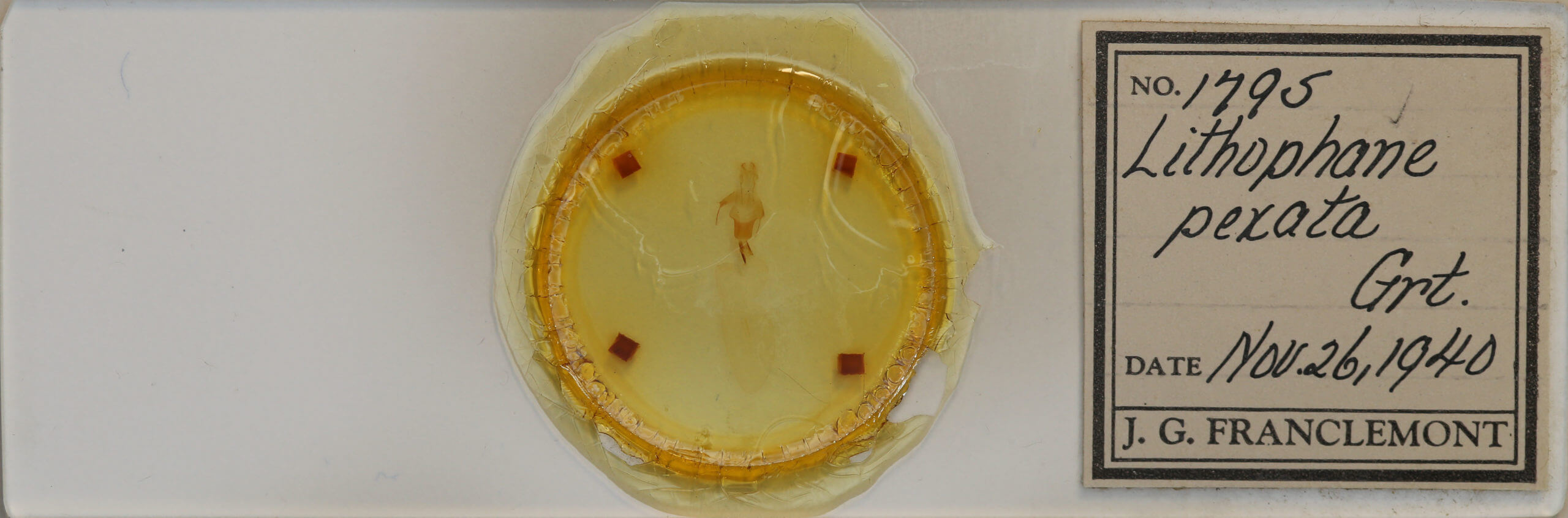 slide view of adult Lithophane pexata