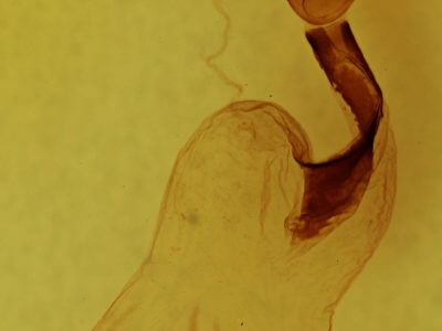 genitalia view of adult Lithophane semiusta