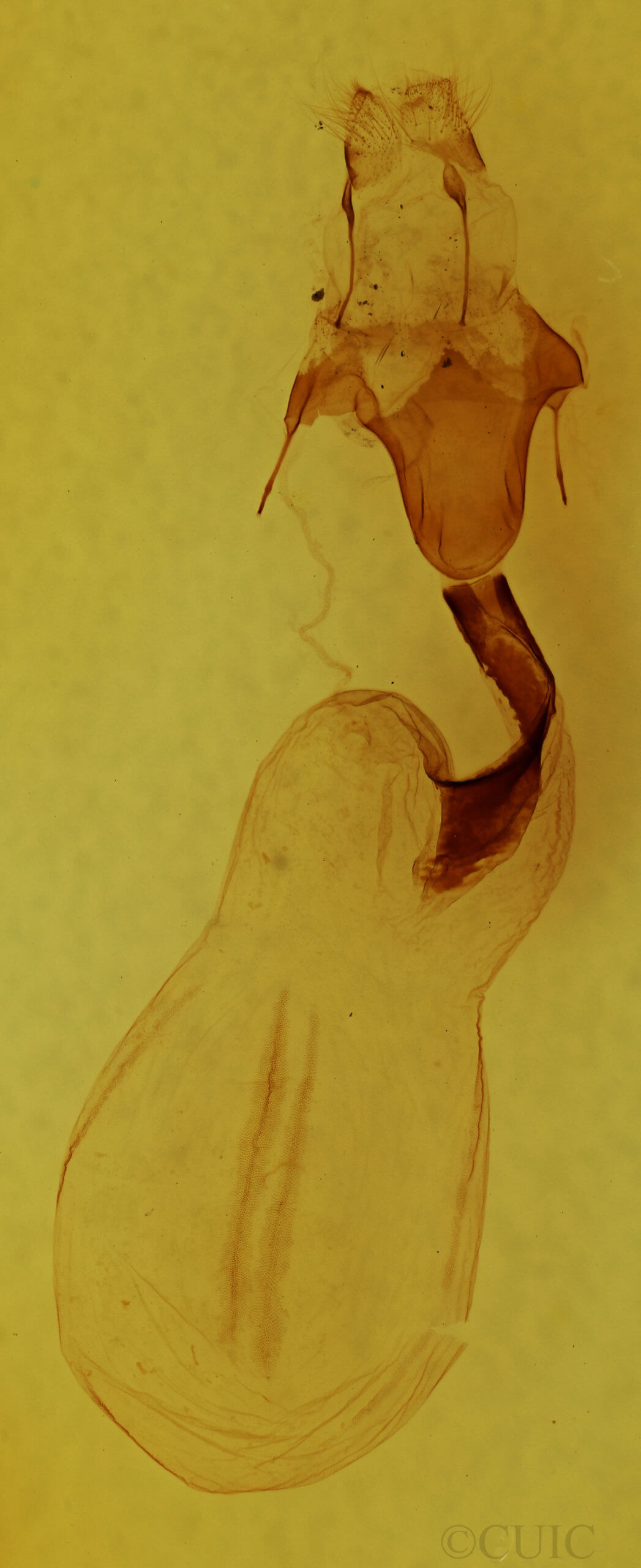 genitalia view of adult Lithophane semiusta