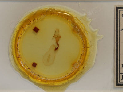 slide view of adult Lithophane semiusta