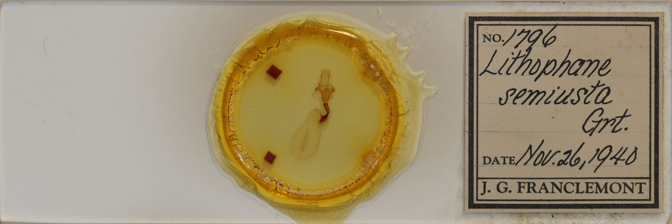 slide view of adult Lithophane semiusta