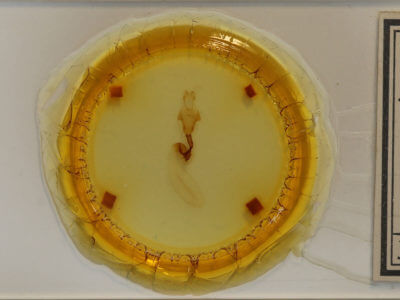 slide view of adult Lithophane signosa