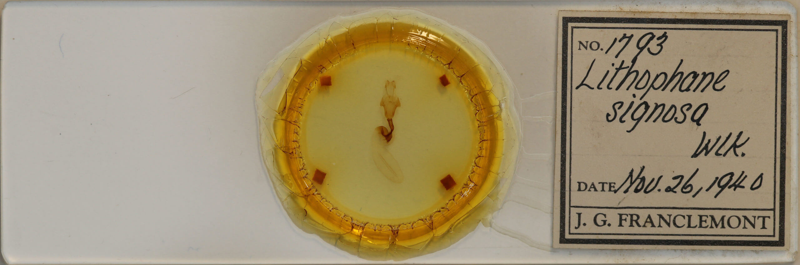 slide view of adult Lithophane signosa