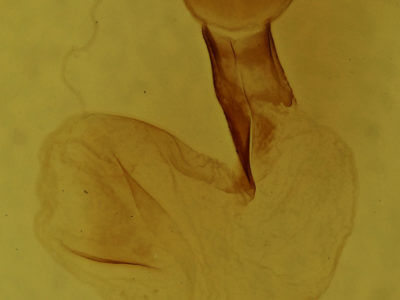 genitalia view of adult Lithophane thaxteri