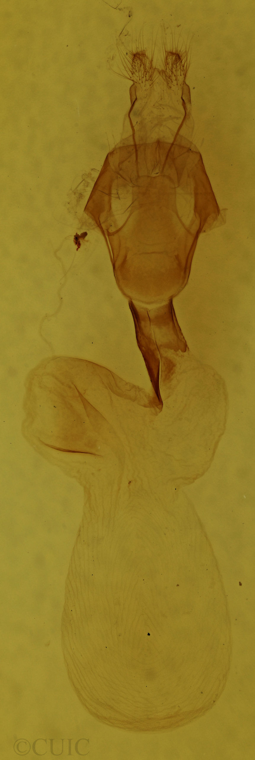 genitalia view of adult Lithophane thaxteri