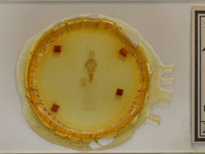 slide view of adult Lithophane thaxteri