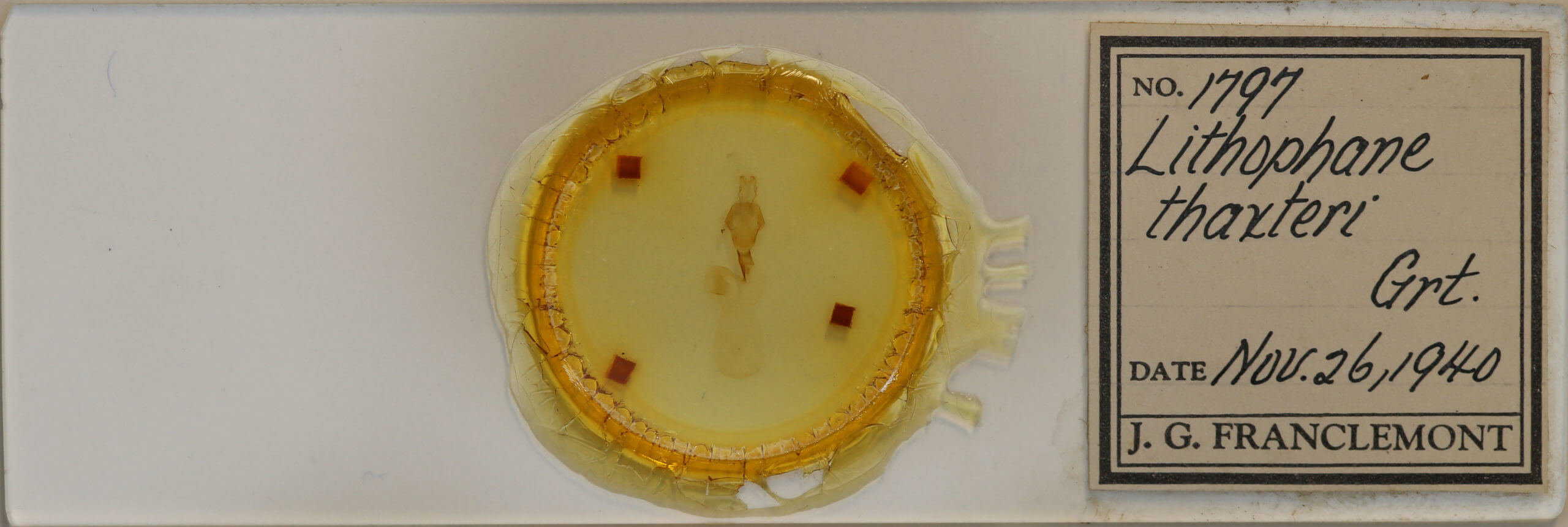 slide view of adult Lithophane thaxteri