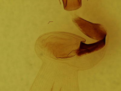 genitalia view of adult Lithophane unimoda