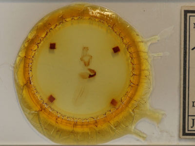 slide view of adult Lithophane unimoda