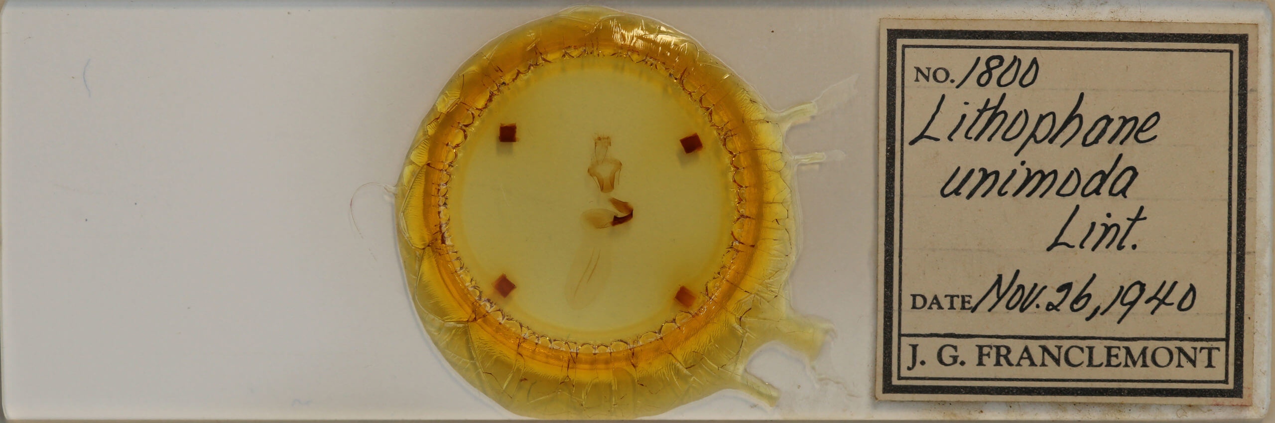 slide view of adult Lithophane unimoda