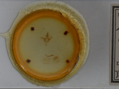 slide view of adult Litodonta contrasta