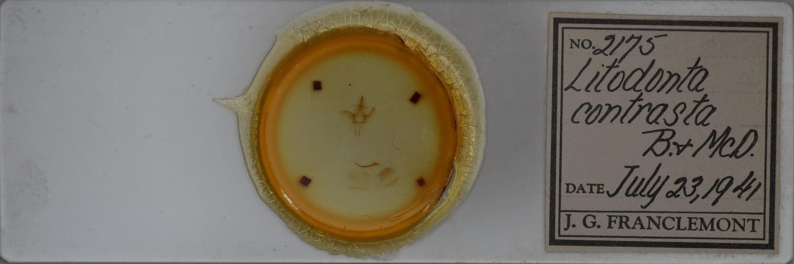 slide view of adult Litodonta contrasta