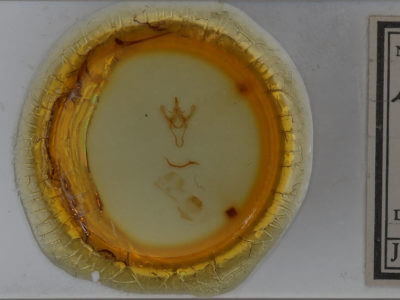 slide view of adult Litodonta hydromeli