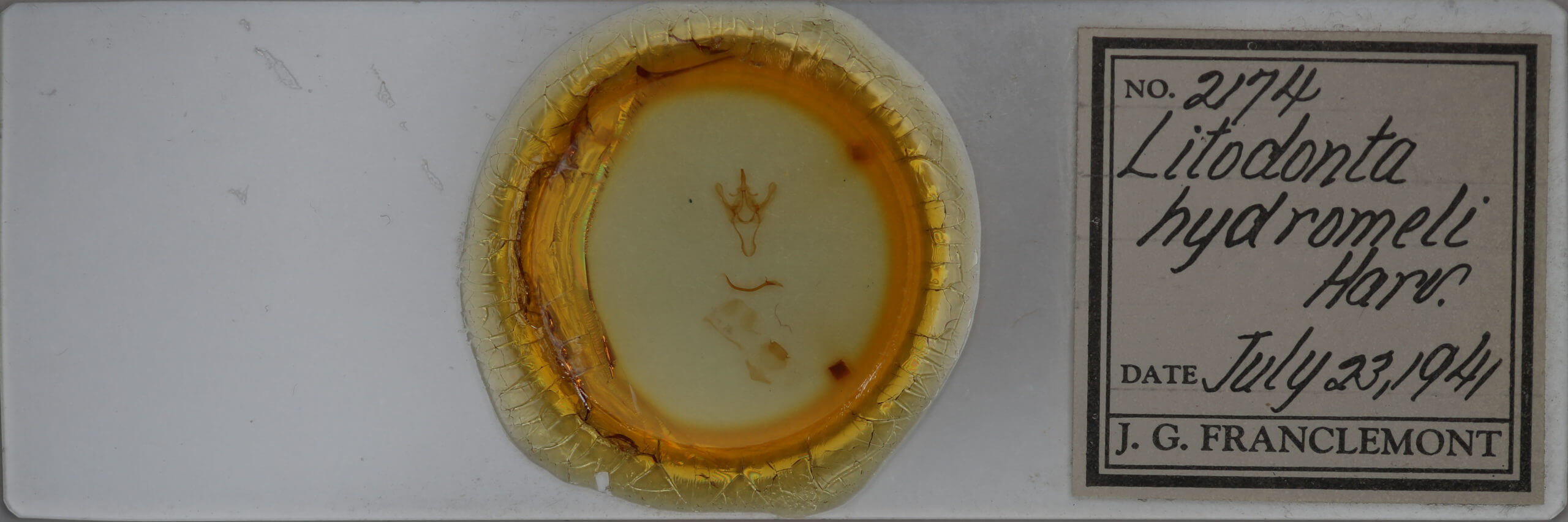 slide view of adult Litodonta hydromeli