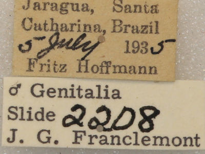 label view of adult Lobeza