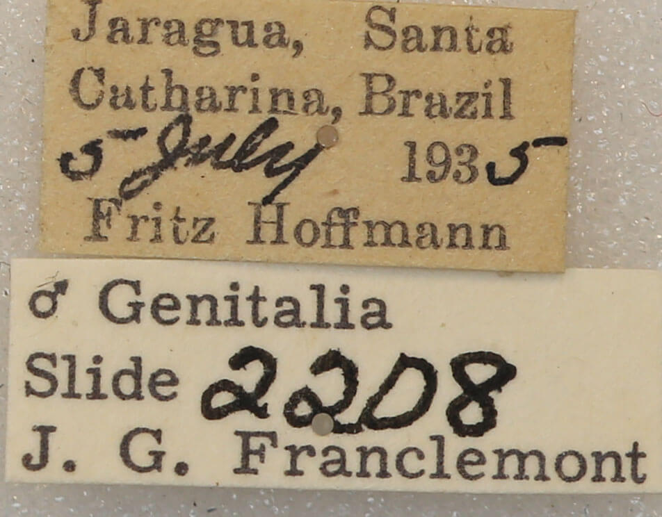 label view of adult Lobeza