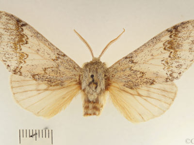 dorsal view of adult Lobeza