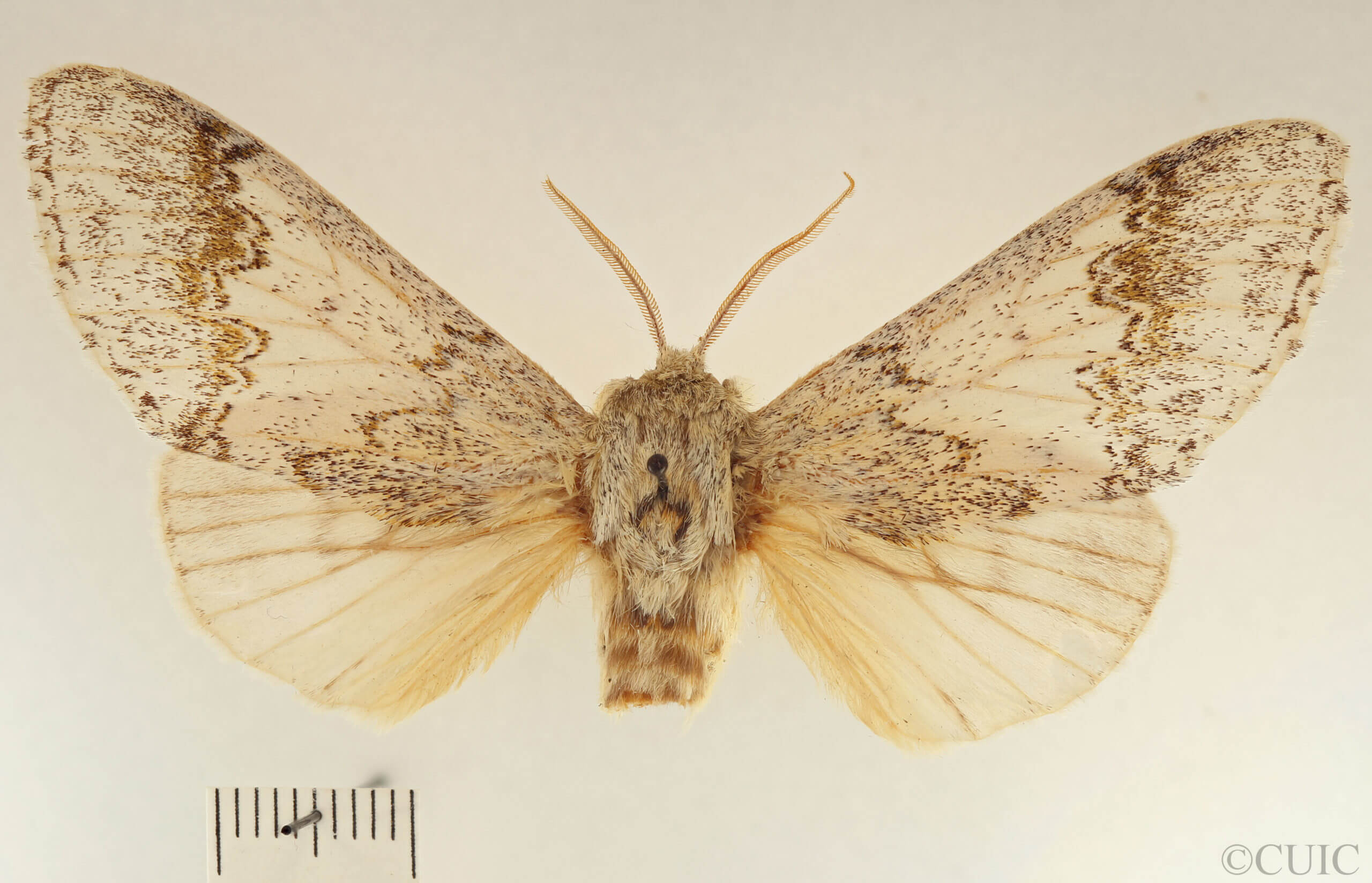 dorsal view of adult Lobeza