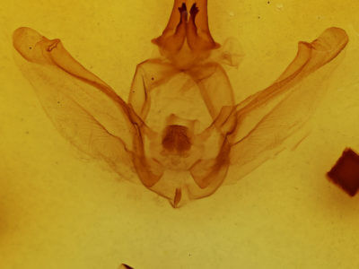 genitalia view of adult Lobeza