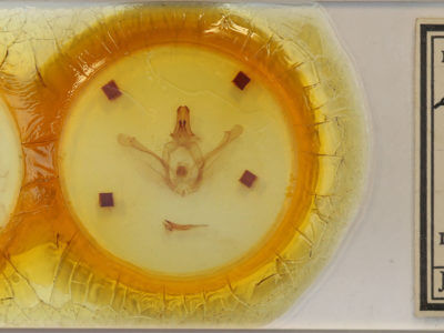 slide view of adult Lobeza