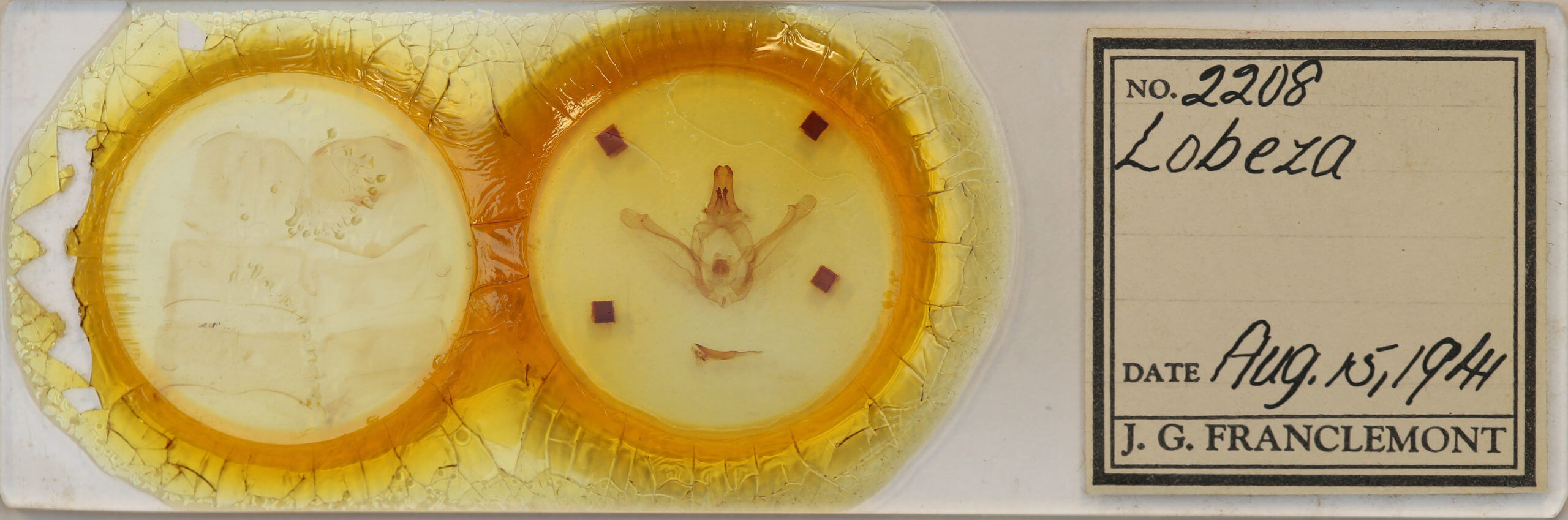 slide view of adult Lobeza