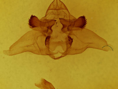 genitalia view of adult Lophocampa maculata