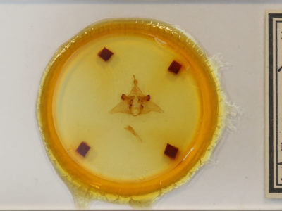 slide view of adult Lophocampa maculata