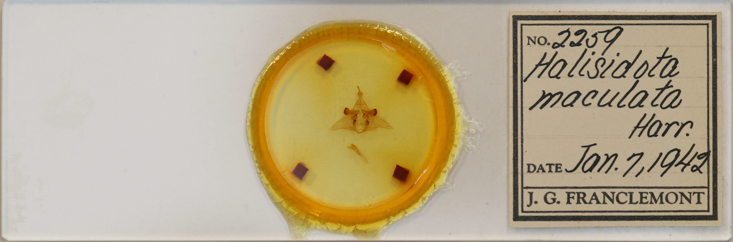 slide view of adult Lophocampa maculata