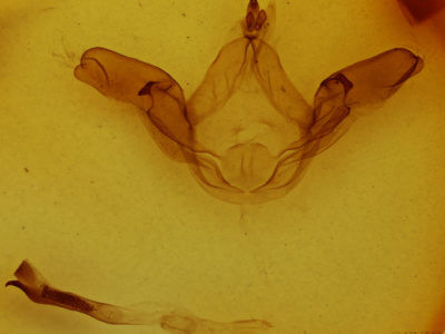 genitalia view of adult Lophocosma atriplaga