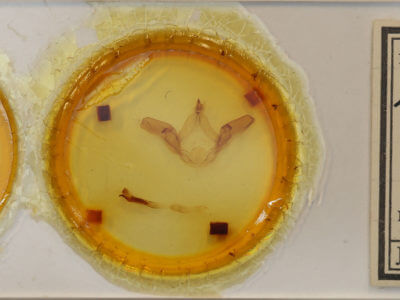 slide view of adult Lophocosma atriplaga