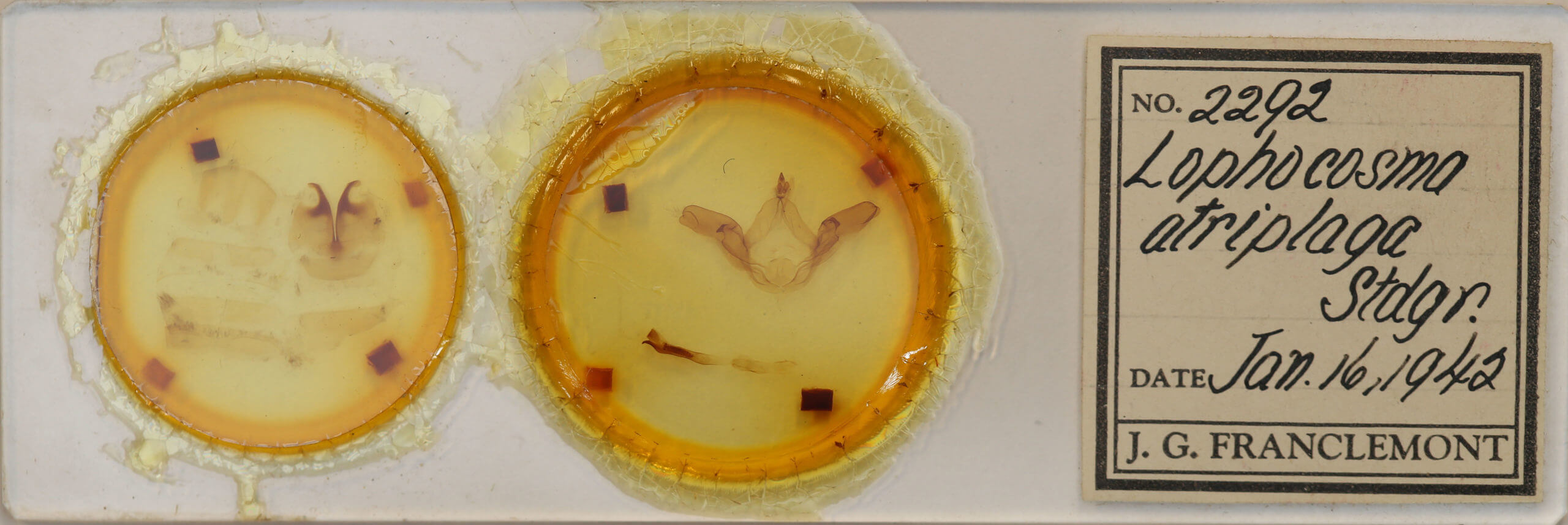 slide view of adult Lophocosma atriplaga