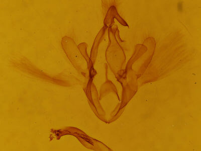 genitalia view of adult Macaldenia palumba